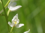 Cephalanthera longifolia