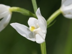 Céphalanthère à longues feuilles