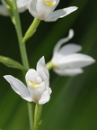 Céphalanthère à longues feuilles