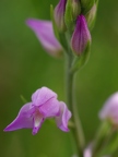 Céphalanthère rouge