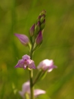 Céphalanthère rouge