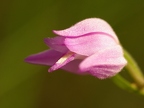 Céphalanthère rouge