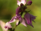 Céphalanthère rouge