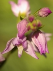 Céphalanthère rouge