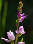 Céphalanthère rouge