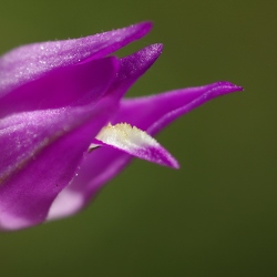 Cephalanthera rubra