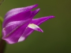 Céphalanthère rouge