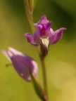 Céphalanthère rouge