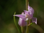 Céphalanthère rouge