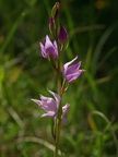 Céphalanthère rouge