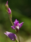 Céphalanthère rouge