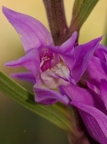 Céphalanthère rouge