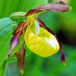 Cypripedium calceolus