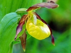 Cypripedium calceolus