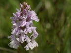 Orchis de Fuchs