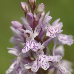 Dactylorhiza
