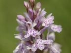 Orchis de Fuchs