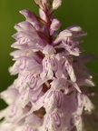 Orchis de Fuchs