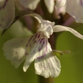 Orchis de Fuchs