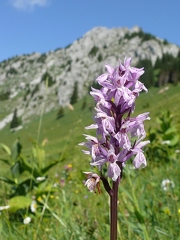 Orchis de Fuchs