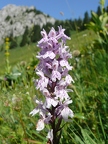 Orchis de Fuchs