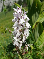 Orchis de Fuchs