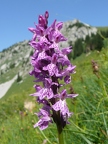 Orchis de Fuchs