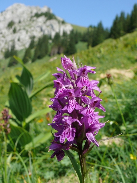 Orchis_de_fuchs_14.jpg