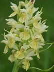 Orchis sureau