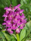 Orchis sureau