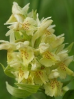 Orchis sureau