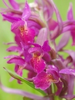 Orchis sureau