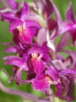 Orchis sureau