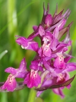 Orchis sureau