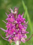 Orchis sureau