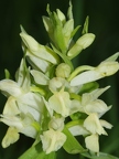 Orchis sureau