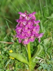 Orchis sureau