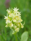 Orchis sureau