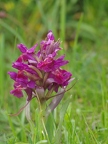 Orchis sureau