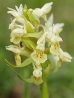 Orchis sureau