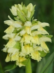 Orchis sureau