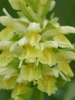 Orchis sureau