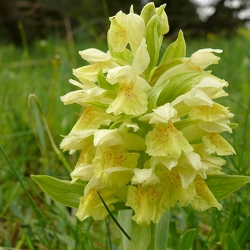 Dactylorhiza sambucina