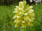 Dactylorhiza sambucina