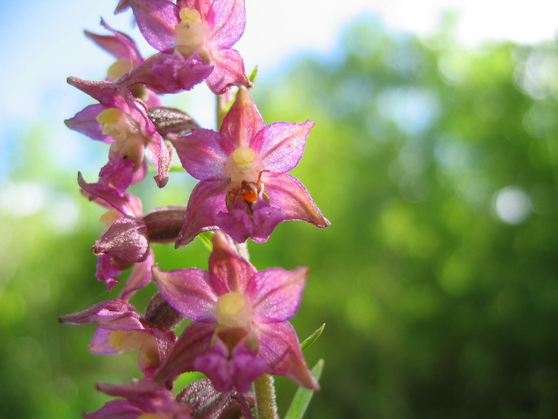 Epipactis rouge sombre
Epipactis atrorubens
Neuilly-sur-Suize - HAUTE-MARNE (52) Epipactis_rouge_sombre_01.jpg