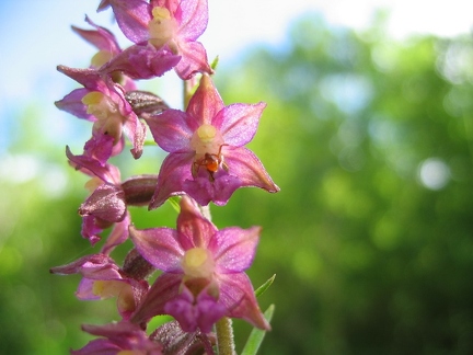 Epipactis rouge sombre