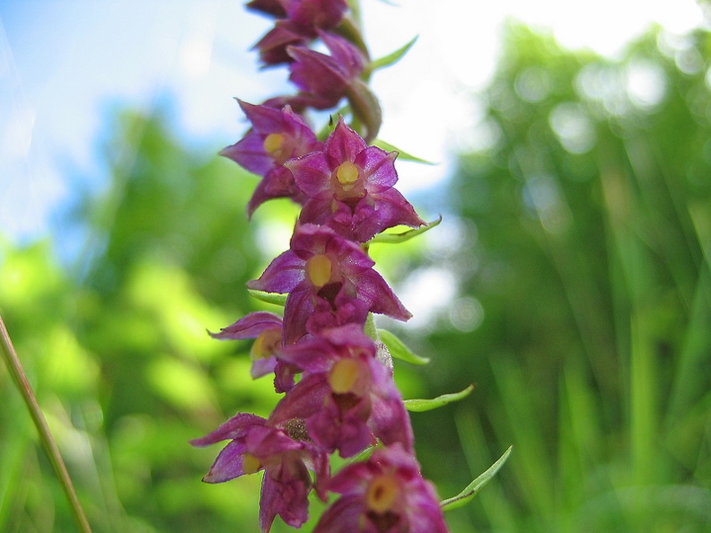 Epipactis rouge sombre