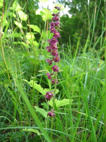 Epipactis_rouge_sombre_03.jpg