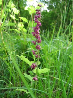 Epipactis rouge sombre