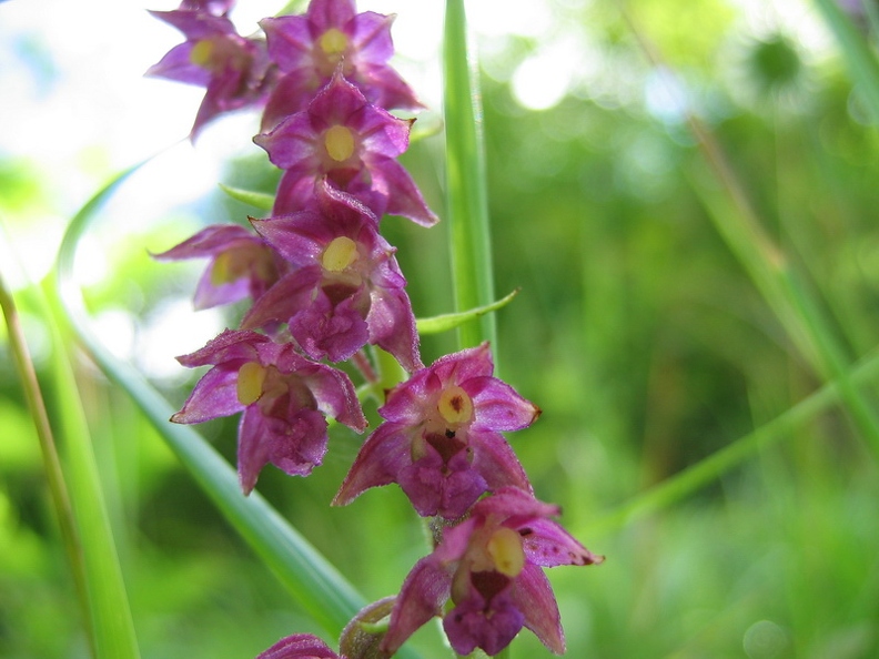 Epipactis rouge sombre